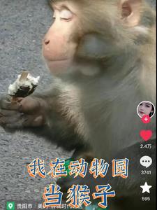 变成猴子后每天都在发疯打人